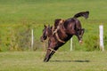 Beautiful wild untamed horse at a Criolla Festival in Caminos, Canelones, Uruguay, South America Royalty Free Stock Photo