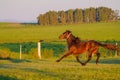 Beautiful wild untamed horse at a Criolla Festival in Caminos, Canelones, Uruguay, South America