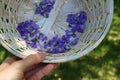 Beautiful Wild Violets Flowers Picking in a Basket With Beautiful Sunlight Nature Outdoor Summer Royalty Free Stock Photo