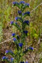 Beautiful wild viper`s bugloss flowers growing in the field near village Royalty Free Stock Photo