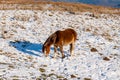 Beautiful wild Welsh Mountain Pony grazing in the snow Royalty Free Stock Photo