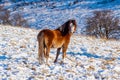 Beautiful wild Welsh Mountain Pony grazing in the snow Royalty Free Stock Photo