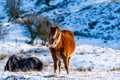 Beautiful wild Welsh Mountain Pony grazing in the snow Royalty Free Stock Photo