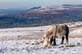 Beautiful wild Welsh Mountain Pony grazing in the snow Royalty Free Stock Photo