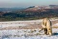 Beautiful wild Welsh Mountain Pony grazing in the snow Royalty Free Stock Photo