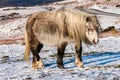 Beautiful wild Welsh Mountain Pony grazing in the snow Royalty Free Stock Photo