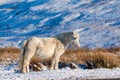 Beautiful wild Welsh Mountain Pony grazing in the snow Royalty Free Stock Photo