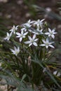 Beautiful wild white flowers outdoors