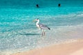 Beautiful wild white heron on the beach resort hotel in the Maldives against the background of clear blue water and people. Select Royalty Free Stock Photo