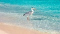 Beautiful wild white heron on the beach resort hotel in the Maldives against the background of clear blue water and people. Royalty Free Stock Photo