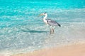 Beautiful wild white heron on the beach resort hotel in the Maldives against the background of clear blue water. Royalty Free Stock Photo