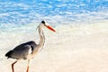 Beautiful wild white heron on the beach resort hotel in the Maldives against the background of clear blue water. Royalty Free Stock Photo