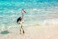 Beautiful wild white heron on a beautiful fantastic beach in the Maldive Islands against the blue clear water Royalty Free Stock Photo