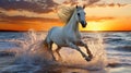 Beautiful wild white horse riding on hind legs on ocean beach at sunset
