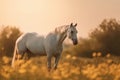 White horse grazing in the field. Royalty Free Stock Photo