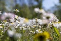 beautiful wild white and pink daisies in the green grass in spring Royalty Free Stock Photo