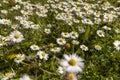 beautiful wild white and pink daisies in the green grass in spring Royalty Free Stock Photo