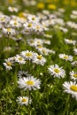 beautiful wild white and pink daisies in the green grass in spring Royalty Free Stock Photo