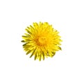 Beautiful wild yellow bud flower dandelions with petals closeup isolated on white background Royalty Free Stock Photo