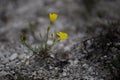 Beautiful wild yellow flower called linum flavum Dwarf Golden Flax from Ukraine Royalty Free Stock Photo