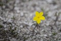 Beautiful wild yellow flower called linum flavum Dwarf Golden Flax from Ukraine Royalty Free Stock Photo