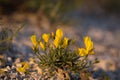 Beautiful wild yellow flower called linum flavum Dwarf Golden Flax from Ukraine Royalty Free Stock Photo