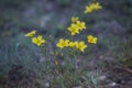 Beautiful wild yellow flower called linum flavum Dwarf Golden Flax from Ukraine Royalty Free Stock Photo
