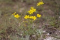 Beautiful wild yellow flower called linum flavum Dwarf Golden Flax from Ukraine Royalty Free Stock Photo