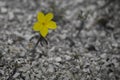 Beautiful wild yellow flower called linum flavum Dwarf Golden Flax from Ukraine Royalty Free Stock Photo