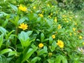 Beautiful wild yellow flowers among the grass Royalty Free Stock Photo