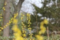 Beautiful Wild Yellow Flowers Royalty Free Stock Photo