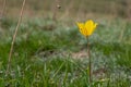 Beautiful wild yellow tulips on green grass background. Spring season. Nature background. Royalty Free Stock Photo