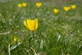 Beautiful wild yellow tulips on green grass background. Spring season. Nature background. Royalty Free Stock Photo