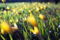 Beautiful wild yellow tulips on the meadow Royalty Free Stock Photo