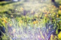 Beautiful wild yellow tulips on the meadow Royalty Free Stock Photo