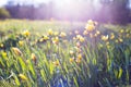Beautiful wild yellow tulips on the meadow Royalty Free Stock Photo