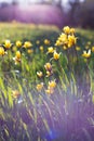 Beautiful wild yellow tulips on the meadow Royalty Free Stock Photo