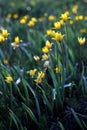 Beautiful wild yellow tulips on the meadow Royalty Free Stock Photo