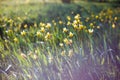 Beautiful wild yellow tulips on the meadow Royalty Free Stock Photo