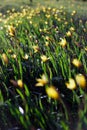 Beautiful wild yellow tulips on the meadow Royalty Free Stock Photo