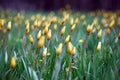 Beautiful wild yellow tulips on the meadow Royalty Free Stock Photo