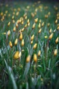 Beautiful wild yellow tulips on the meadow Royalty Free Stock Photo