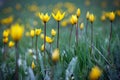 Beautiful wild yellow tulips on the meadow Royalty Free Stock Photo