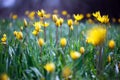 Beautiful wild yellow tulips on the meadow Royalty Free Stock Photo