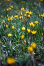 Beautiful wild yellow tulips on the meadow Royalty Free Stock Photo