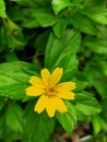 Beautiful wild yelow flower in front of green leaf in the garden
