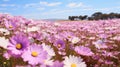 Blooming Daisy Fields: A Celebration Of Rural Life In Australian Landscape