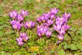 Beautiful wildflower bloom in the garden Royalty Free Stock Photo