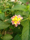 Beautiful wildflower with colour violet and yellow.