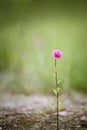 Beautiful wildflower dahlia blooming alone and lonely on the roadside on a sunny spring day Royalty Free Stock Photo